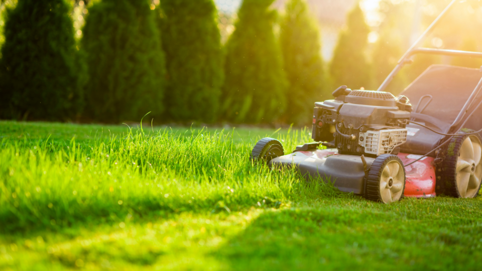 Best Time to Cut Grass