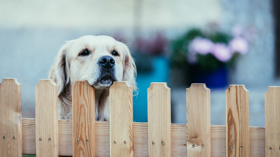 Dog Fence