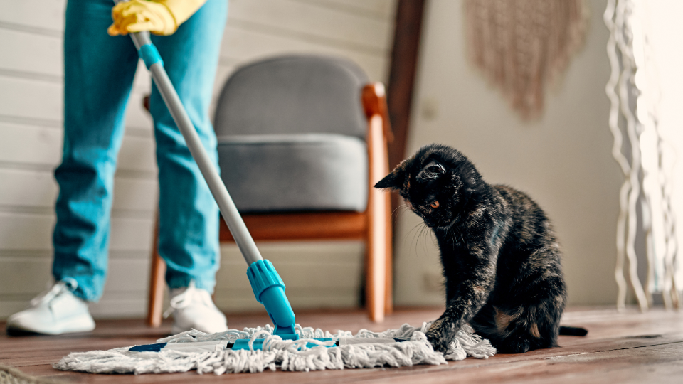 House Cleaning Service Dallas