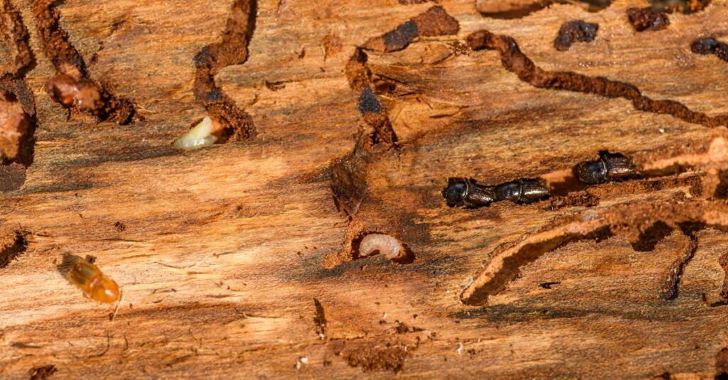 86 new orleans termite prevention